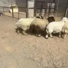 بهم نعيم جبر