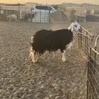 فحل البيع