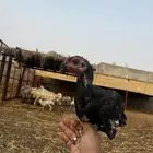 ديك شامو ياباني