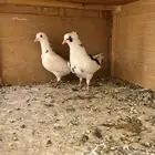 للبيع جوزين قطايف توه مركبه امس