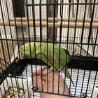 ببغاء دره اليف