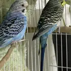 جوز بادجي شرط