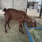 تيس فحل ادهم مشروط