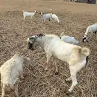 فحل بيشي أكحل صنف ( تم البيع )