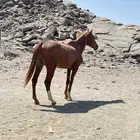 حصان