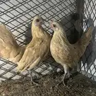 طقم دجاج سبرايت كريمي