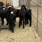 ماشاء الله تبارك الله تيوس كففو