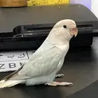 روز اليف وهدد