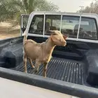 تيس قزمي للبيع