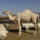 لقحه على لاهوب ( تم البيع )