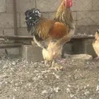 براهما للبيع