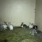ارانب بالحرجه