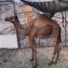 بكره 6 شهور