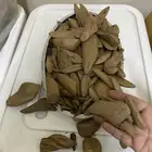 عرض على عود موروكي طبيعي