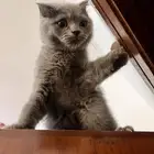 قطه للبيع