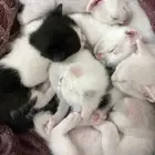 قطط للتبني