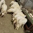 35خروف تعييد في 5و6 شهور