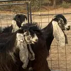 معزا عوارض صنف جفار(تم البيع)