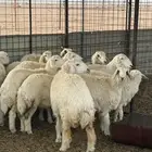 رخال حريه