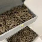 عود تايقر