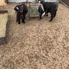 معزا عوارض خلفات