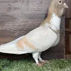 انثي أمازوني
