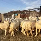 رخال حريات فاخرة مقنوي