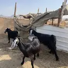 للبيع ماعز عوارض دفيع