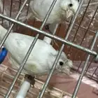 جوز كناري سوري منتج مع فرخين