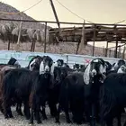 معزا عوارض صنف