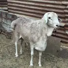 بربري فحل