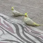 جوز كروان لاتينو