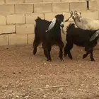 معزا للبيع