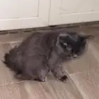 قطه كيتن للبيع