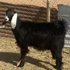 جذعه مقروعه قبل شهر