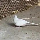 طيور الماسي
