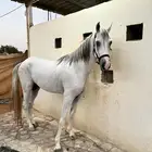 حصان واهو جزيري
