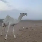بكره حقه كحيلانية للبيع