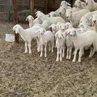 للبيع غنم حريات مواليد