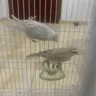 جوز كناري سوري