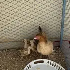 دجاجه مفرخه للبيع