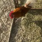ديك للبيع مهجن بلدي على براهما عمره 8شهور