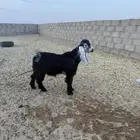 تيس عارضي