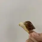 حلزون   صغير عمره1شهر ونص