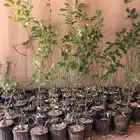 شتلات ترنج وجهنمية البيع جملة ب 5 ريال لايوجد تفريد