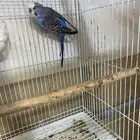 بادجي