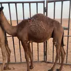 قعود