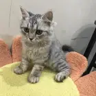 قطوه للتبني العمر 3 شهور و تلعب ومطلوب واحد يخاف الله فيها