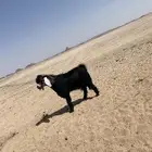 تيس فحل عارضي
