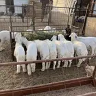 للبيع طليان حريات